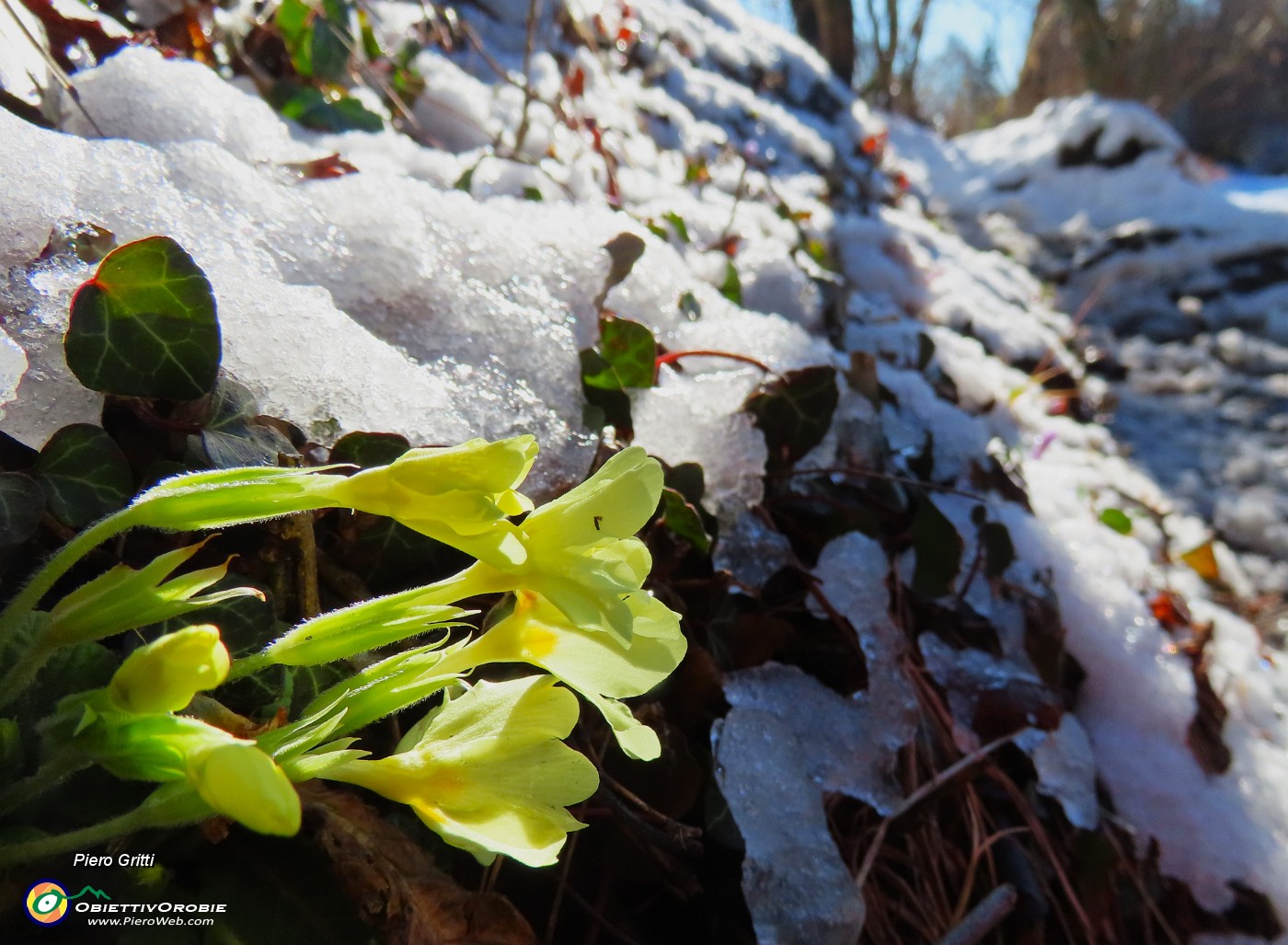 19 Primule in fiore si sono scrollate  il peso della neve .JPG